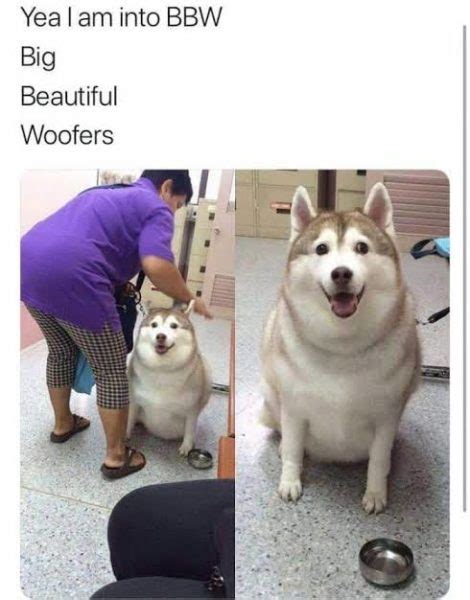 Funniest Fat Dog Memes