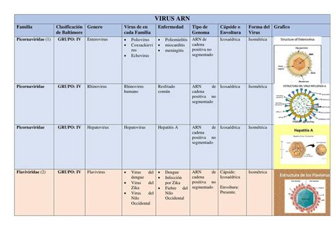 Clasificaci N De Los Virus Arn Y Adn Carlos Carvajal Udocz