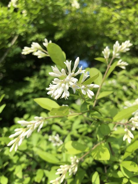 碌山美術館【公式】 On Twitter 【館庭の様子53】 イボタノキの花が咲いています（昨日撮影）。 1cmくらいの白い小さい花です