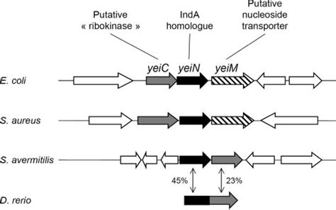 Genomic Environment Of Yeic And Yein In Different Bacteria And