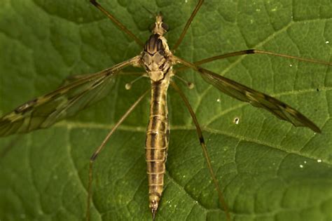 Crane Fly Tipula Bugguide Net