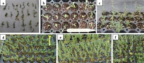 Ex Vitro Acclimatization And Adaptation Of The In Vitro Rooted Satureja