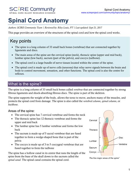 Spinal Cord Anatomy - DocsLib