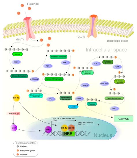 Hif 1α Mediated Crosstalk Between Hypoxia And Glucose Metabolism In A