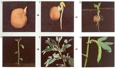 Los De Primer Ciclo Examen Del Tema De Las Plantas