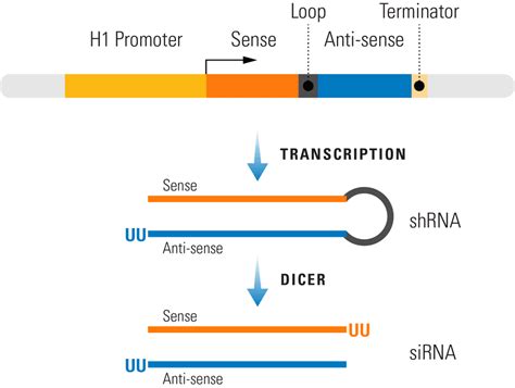 PSIH1 H1 Puro ShRNA Cloning And Expression Lentivector System Biosciences