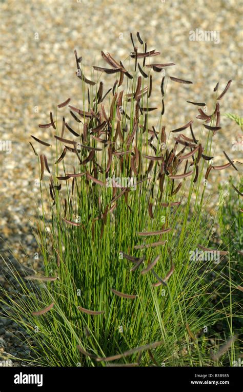 Black Grama Grass