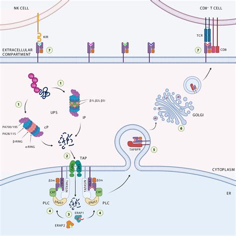 Antigen Processing And Presentation Pathways