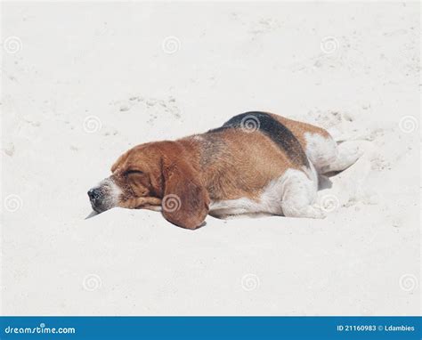 海滩狗休眠 库存图片 图片 包括有 放松 小狗 宠物 似犬 休息 国内 休眠 尾标 其它 21160983