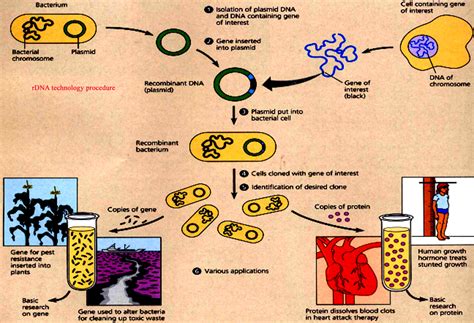 Principle Of Recombinant Dna Technology Including Steps Restriction