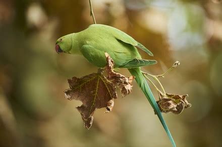 85 Quaker parrot Stock Pictures, Editorial Images and Stock Photos | Shutterstock