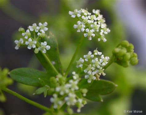 Apium graveolens (celery): Go Botany