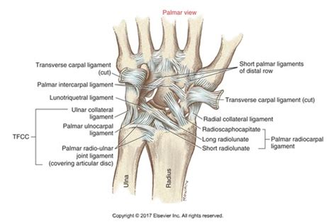 MS II Final Exam Wrist Biomechanics Flashcards Quizlet