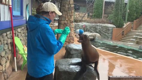 Sea Lion Husbandry And Training At The Saint Louis Zoo Youtube