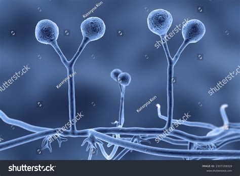 fungal hyphae  images pictures shutterstock