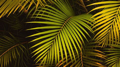 Leaves Palm Green K Hd Wallpaper