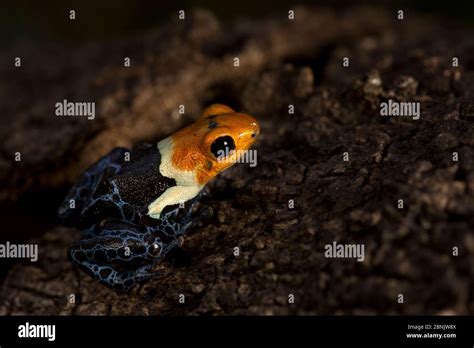 Red Headed Poison Frog Ranitomeya Fantastica Amazon Peru Stock Photo