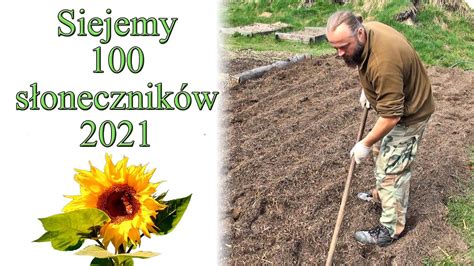 Siejemy 100 słoneczników 2021 1 przygotowanie gleby i siew YouTube