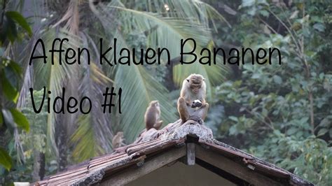 Affen Klauen Bananen In Hiriketiya VLOG 1 YouTube