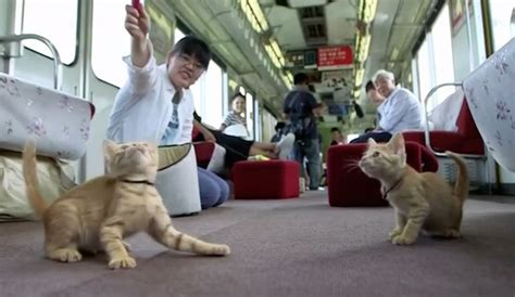 Snuggly Adoptable Kittens Cheer Up Morning Commuters On This Train In