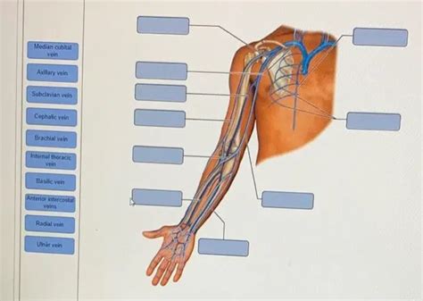 How to Find Median Cubital Vein