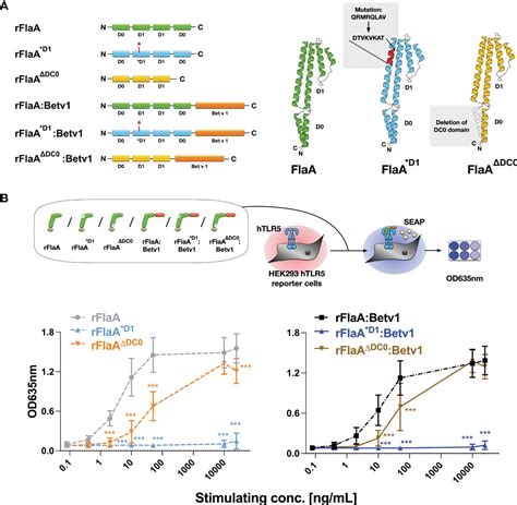 Frontiers A Flagellin Conjugate Protein Induces Dual NLRC4 And NLRP3