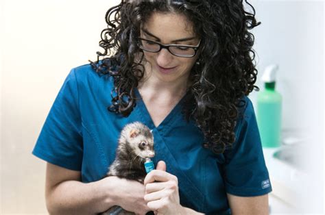 Clínica Veterinaria de Animales Exóticos en Santander