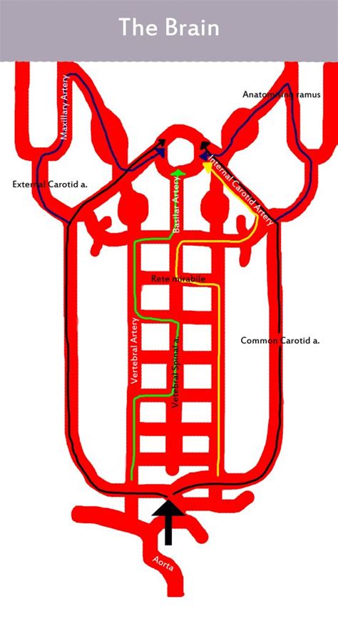 Arterial Blood Supply To The Brain Vetsci