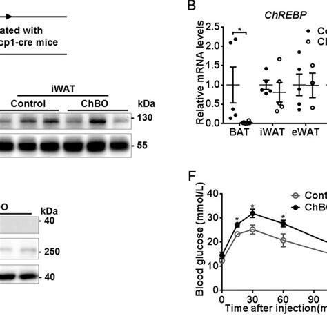 Generation Of BAT Specific ChREBP Knockout Mice A Schematic