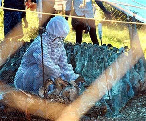 Bird Flu Confirmed In Dead Owl As First Case Of Avian Influenza