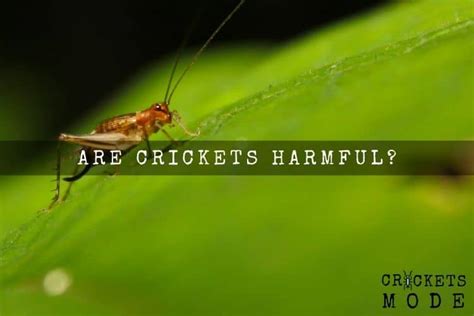 Are Crickets Harmful Crickets Mode