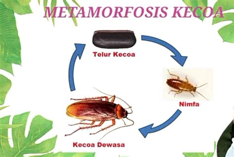 Kunci Jawaban Ipa Kelas 9 Halaman 103 104 Lengkapilah Tabel 210