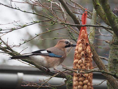 Bird Feeding Jay - Free photo on Pixabay - Pixabay