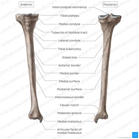 Tibia: Anatomy and clinical notes | Kenhub