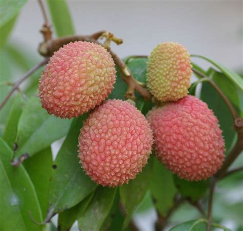 Lychee Tree Lychee Tree How To Grow Lychee Fruit Garden