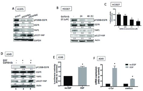 Egfr Signaling Promoted Yap Expression And Activity A Knocking Down