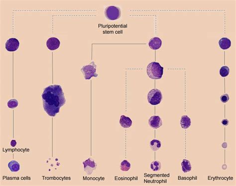 Haematopoiesis Diagram | Medical Laboratories