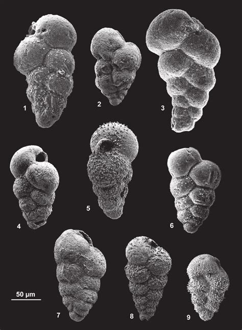 Small Biserial Planktonic Foraminifera From The Sarmatian Of The