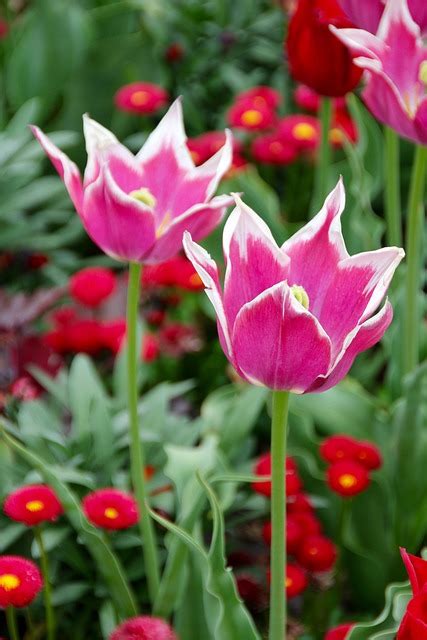 Hoa Tulip Hà Lan Dạng Răng Cưa - Ảnh miễn phí trên Pixabay