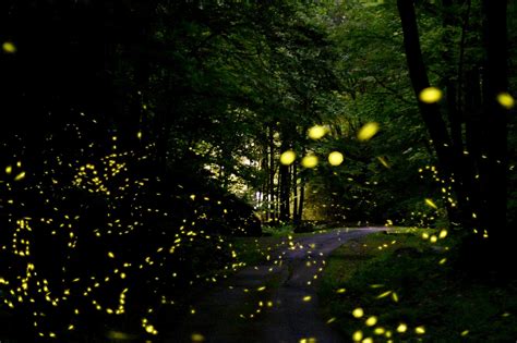 How To Watch Synchronous Fireflies in the Smoky Mountains | Smoky ...