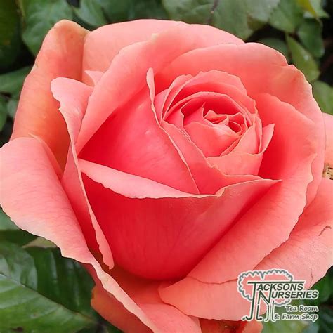 Buy Rosa Leaping Salmon Climbing Rose In The Uk