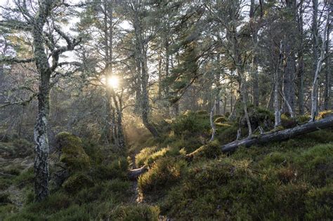 Guy Shrubsole On Twitter Rt Highlandsrewild Listening To The