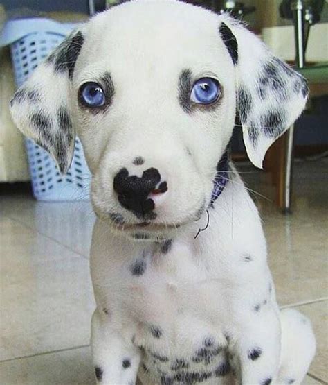 695 best images about Dalmatian Puppies on Pinterest | Dalmatian ...