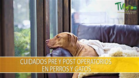 Cuidados Pre Y Post Operatorios En Perros Y Gatos TvAgro Por Juan