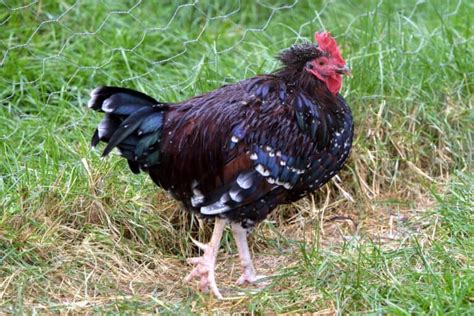 Speckled Sussex: Chicken Breed Profile, Pictures & Facts