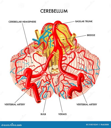 Vasculature Of Cerebellum Cartoon Vector 318510241