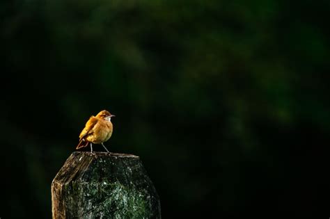 Strona 2 Kura Natura Zdjęcia darmowe pobieranie na Freepik