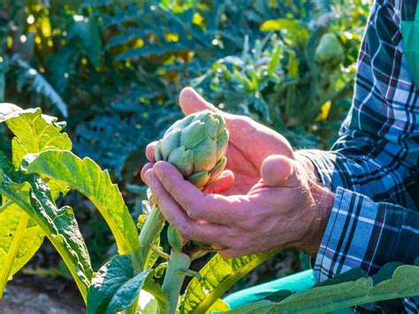 C Mo Cultivar Y Cosechar Alcachofas Portalfruticola