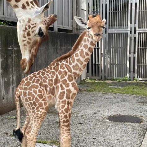 2日に死んだキリンの赤ちゃん（左は母のハルカス）（天王寺動物園提供） ― スポニチ Sponichi Annex 芸能