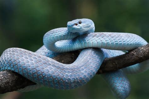 Premium Photo Trimeresurus Insularisblue Viper Snake On Branch